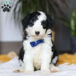 Thumper, Mini Sheepadoodle Puppy